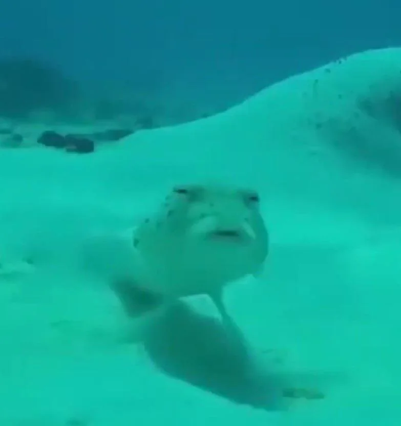 conf_fish